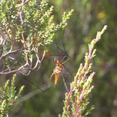 Harpobittacus australis (Hangingfly) at Boro - 28 Nov 2022 by Paul4K