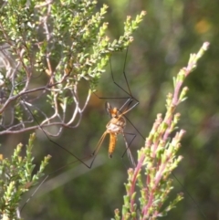 Harpobittacus australis at Borough, NSW - 29 Nov 2022