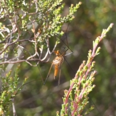 Harpobittacus australis at Borough, NSW - 29 Nov 2022