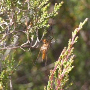 Harpobittacus australis at Borough, NSW - 29 Nov 2022