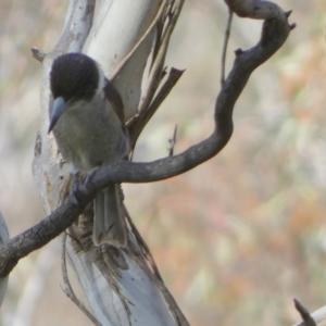 Cracticus torquatus at Borough, NSW - suppressed