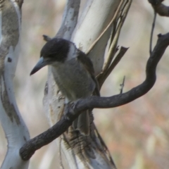 Cracticus torquatus at Borough, NSW - suppressed