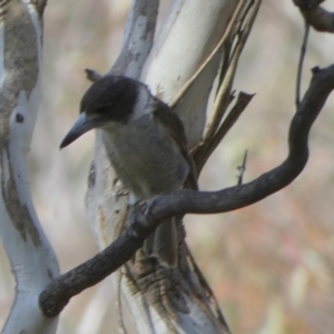 Cracticus torquatus at Borough, NSW - suppressed