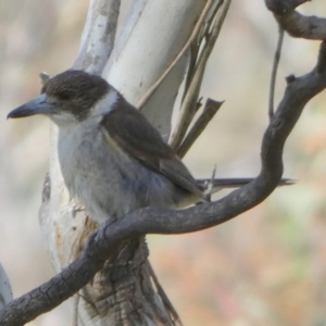 Cracticus torquatus at Borough, NSW - suppressed