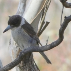 Cracticus torquatus at Borough, NSW - suppressed