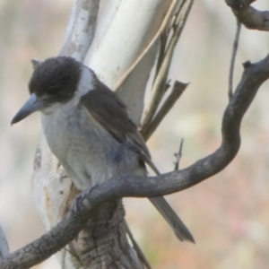 Cracticus torquatus at Borough, NSW - suppressed