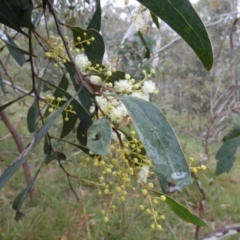 Acacia falciformis (Broad-leaved Hickory) at Borough, NSW - 30 Nov 2022 by Paul4K