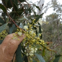 Acacia falciformis at Borough, NSW - 30 Nov 2022