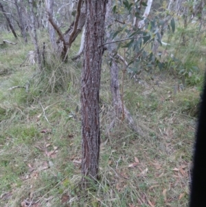 Acacia falciformis at Borough, NSW - 30 Nov 2022