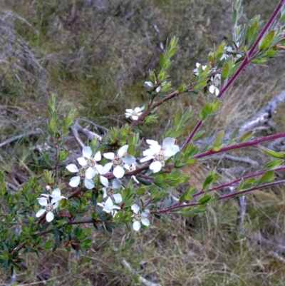 Gaudium brevipes (Grey Tea-tree) at Borough, NSW - 29 Nov 2022 by Paul4K
