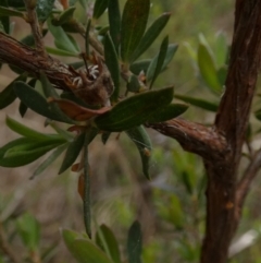 Gaudium brevipes at Borough, NSW - 30 Nov 2022