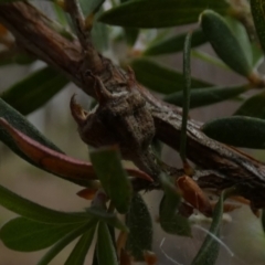 Gaudium brevipes at Borough, NSW - 30 Nov 2022