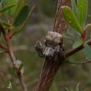 Stephanopis sp. (genus) at Borough, NSW - suppressed