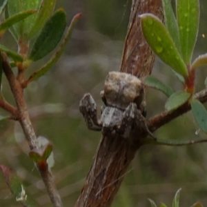 Stephanopis sp. (genus) at Borough, NSW - 30 Nov 2022
