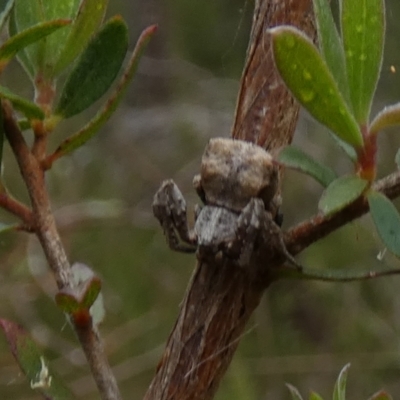 Stephanopis sp. (genus) (Knobbly crab spider) at Borough, NSW - 29 Nov 2022 by Paul4K