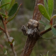 Stephanopis sp. (genus) (Knobbly crab spider) at Borough, NSW - 29 Nov 2022 by Paul4K