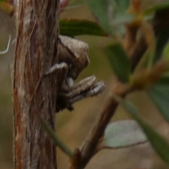 Stephanopis sp. (genus) at Borough, NSW - suppressed