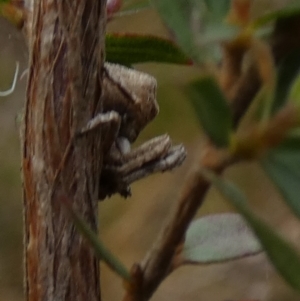 Stephanopis sp. (genus) at suppressed - 30 Nov 2022