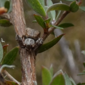 Stephanopis sp. (genus) at Borough, NSW - 30 Nov 2022