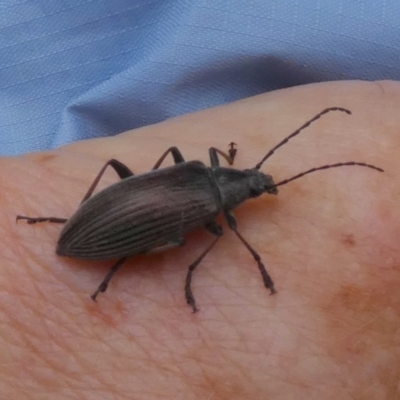 Homotrysis cisteloides (Darkling beetle) at Borough, NSW - 29 Nov 2022 by Paul4K