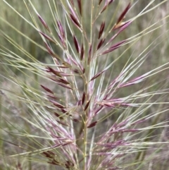 Austrostipa densiflora (Foxtail Speargrass) at Black Mountain - 30 Nov 2022 by Jenny54