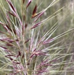 Austrostipa densiflora at Molonglo Valley, ACT - 1 Dec 2022