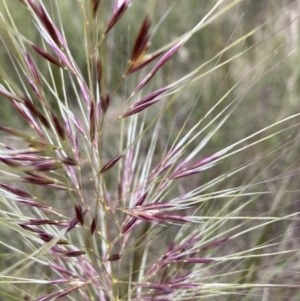 Austrostipa densiflora at Molonglo Valley, ACT - 1 Dec 2022