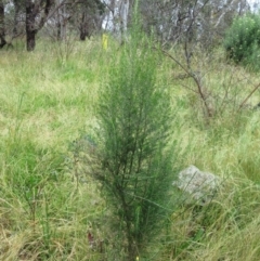 Cassinia aculeata subsp. aculeata (Dolly Bush, Common Cassinia, Dogwood) at Weetangera, ACT - 30 Nov 2022 by sangio7