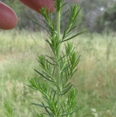 Cassinia aculeata subsp. aculeata at Weetangera, ACT - 30 Nov 2022 07:30 AM