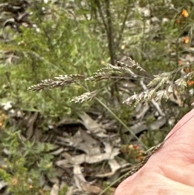 Poa sieberiana (Poa Tussock) at Aranda, ACT - 1 Dec 2022 by lbradley