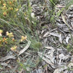 Poa sieberiana at Aranda, ACT - 1 Dec 2022