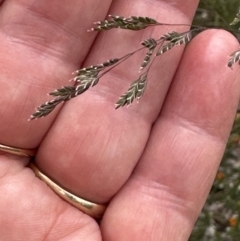 Poa sieberiana at Aranda, ACT - 1 Dec 2022