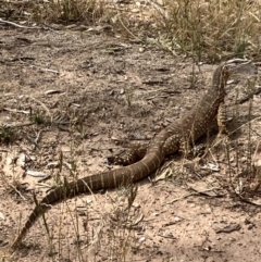 Varanus gouldii (Sand Goanna) at Fentons Creek, VIC - 26 Nov 2022 by KL