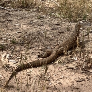 Varanus gouldii at Fentons Creek, VIC - 26 Nov 2022