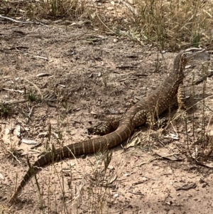 Varanus gouldii at Fentons Creek, VIC - suppressed