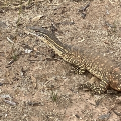 Varanus gouldii at Fentons Creek, VIC - suppressed