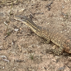 Varanus gouldii at Fentons Creek, VIC - 26 Nov 2022