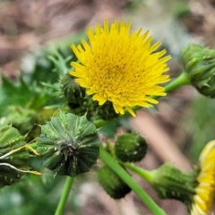 Sonchus asper (Prickly Sowthistle) at Crace Grasslands - 1 Dec 2022 by trevorpreston