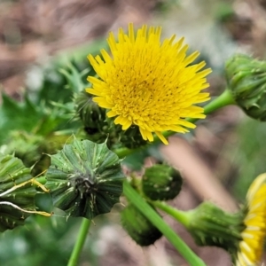 Sonchus asper at Mitchell, ACT - 1 Dec 2022