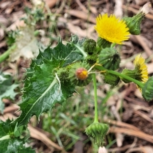 Sonchus asper at Mitchell, ACT - 1 Dec 2022 11:36 AM