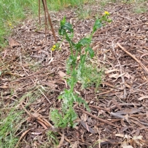 Sonchus asper at Mitchell, ACT - 1 Dec 2022 11:36 AM