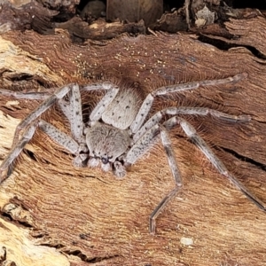 Isopeda canberrana at Crace Grasslands - 1 Dec 2022