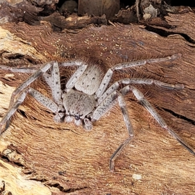 Isopeda canberrana (Canberra Huntsman Spider) at Crace Grasslands - 1 Dec 2022 by trevorpreston