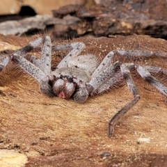 Isopeda canberrana at Crace Grasslands - 1 Dec 2022