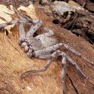 Isopeda canberrana at Crace Grasslands - 1 Dec 2022