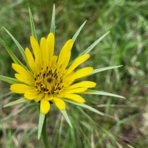 Tragopogon dubius at Mitchell, ACT - 1 Dec 2022