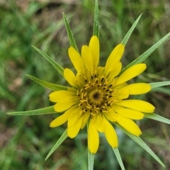 Tragopogon dubius at Mitchell, ACT - 1 Dec 2022 11:38 AM