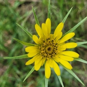 Tragopogon dubius at Mitchell, ACT - 1 Dec 2022 11:38 AM