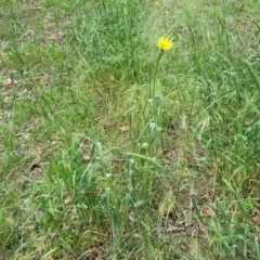 Tragopogon dubius at Mitchell, ACT - 1 Dec 2022 11:38 AM