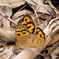 Heteronympha merope (Common Brown Butterfly) at Crace Grasslands - 1 Dec 2022 by trevorpreston